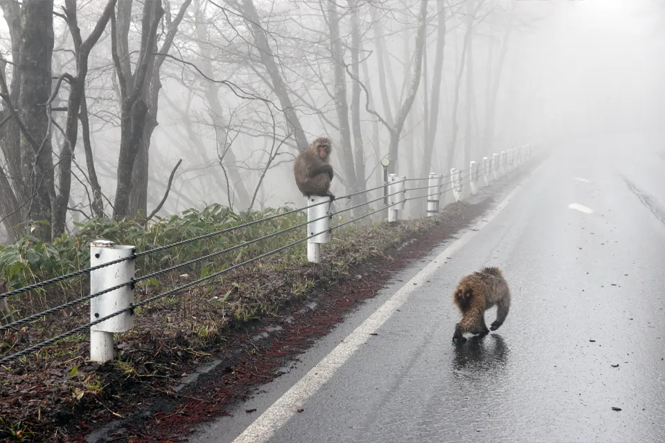 Singes des neiges Japon