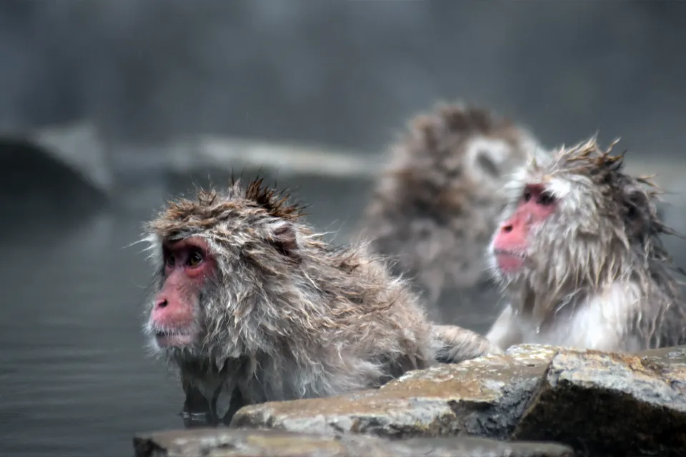 Singes et Onsen