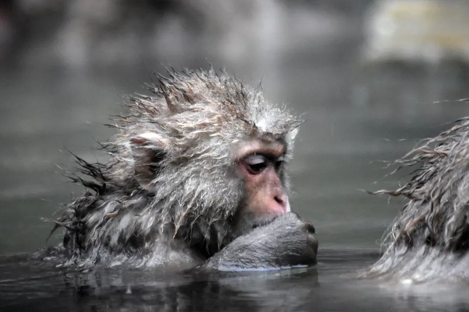 Singes qui se baignent au Japon
