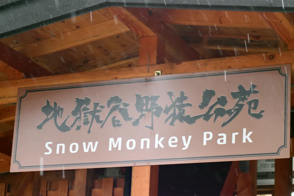 Snow Monkey Parc Japon
