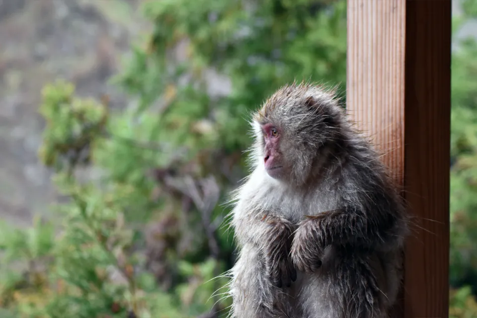 singes du Japon